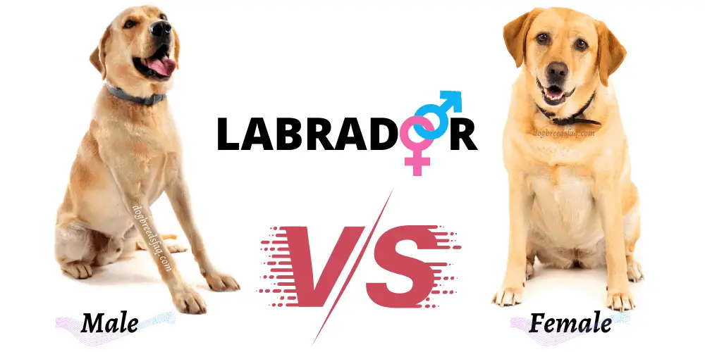 Male vs. female Labrador illustration