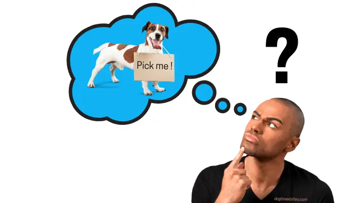 Man is thinking which dog to get