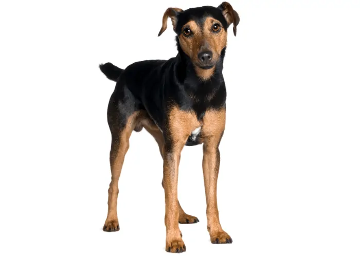 Manchester Terrier photo on white background