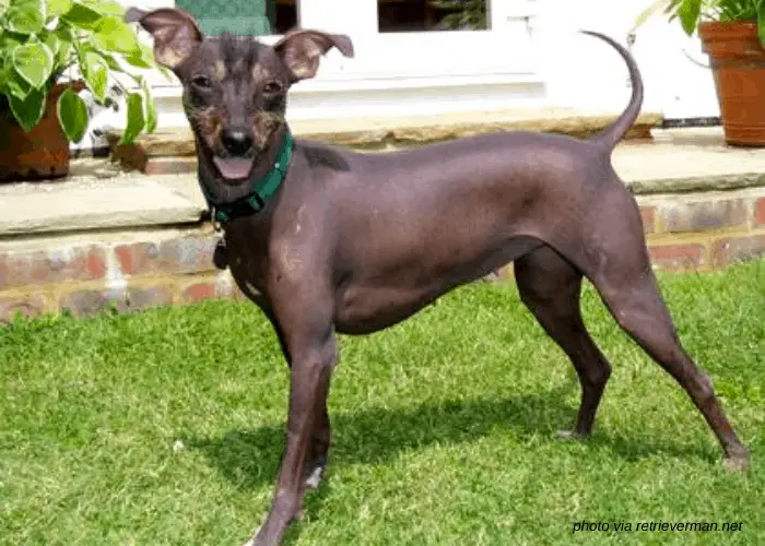 Manchurian Hairless dog in the backyard