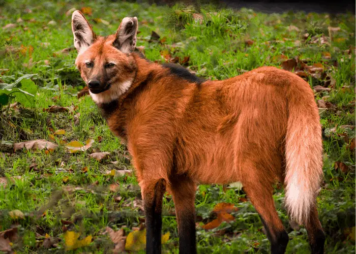 Maned Wolf