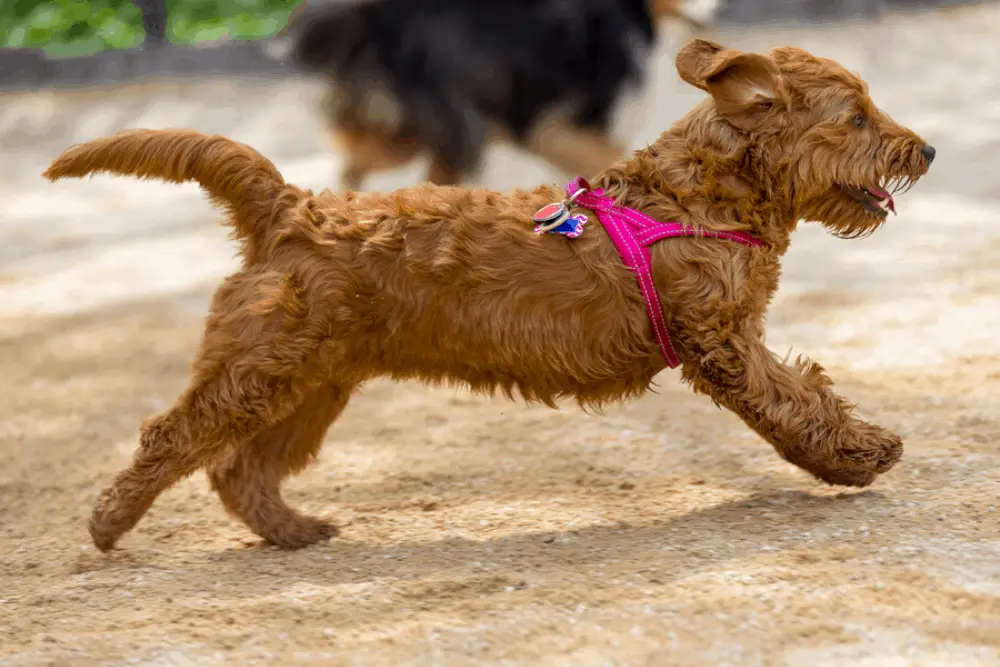 Full grown Mini goldendoodle running in a dog park