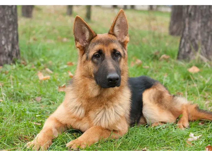 Miniature German Shepherd in the forest