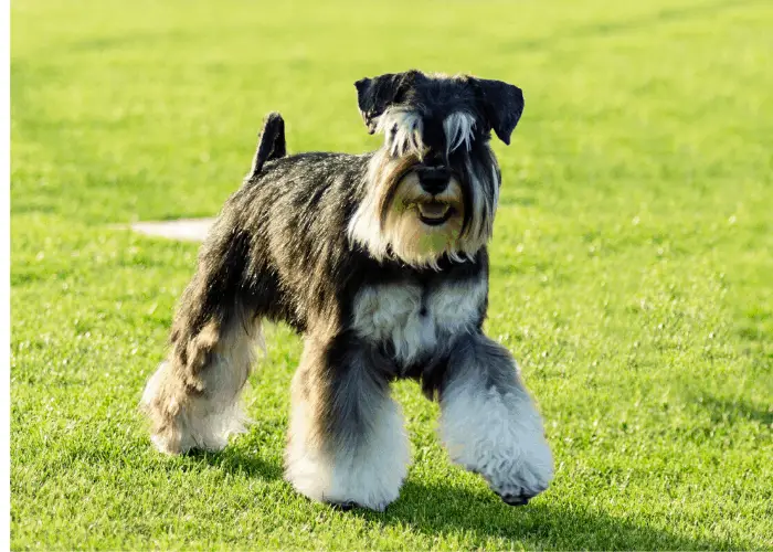 Miniature Schnauzer standing on the lawn