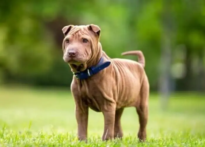 Miniature Shar-pei with blue collar standing on the lawn