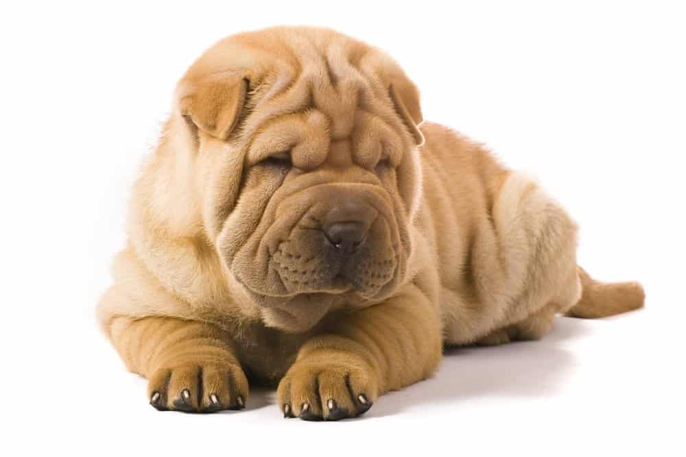 Miniature Sharpei dog on white background