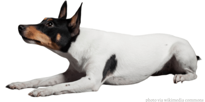 Miniature fox terrier dog lying lying on a white background