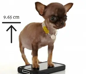 Miracle Milly, the smallest dog