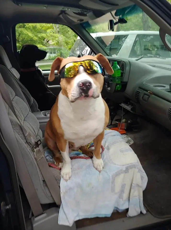 An American Pit Bull terrier with sunglasses inside a car.