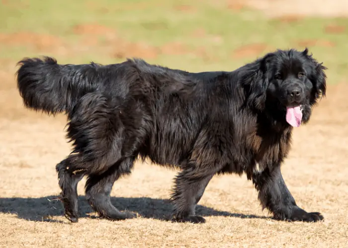 Moscow Water Dog walking looking at his right side