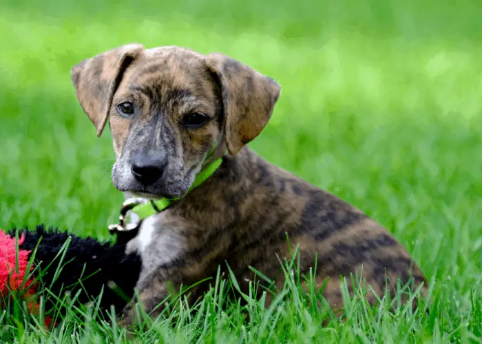 Mountain Cur puppy playing on the green grass