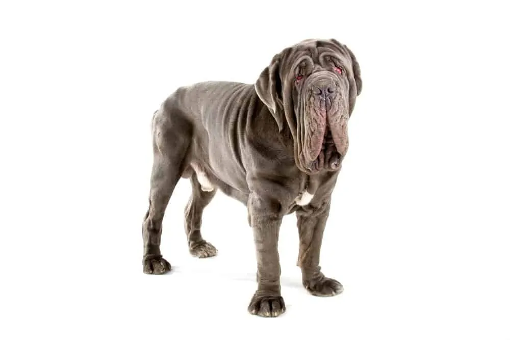 Neopolitan Mastiff Photographed against a white background