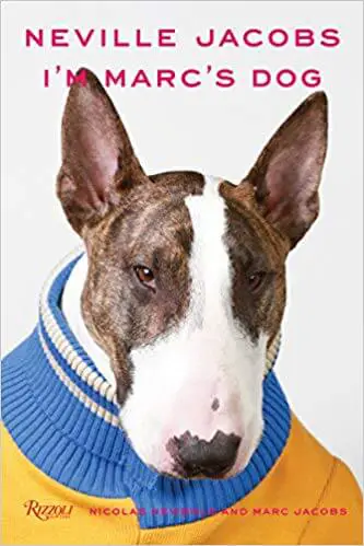 Neville, the Bull terrier wearing wearing orange with blue shirt
