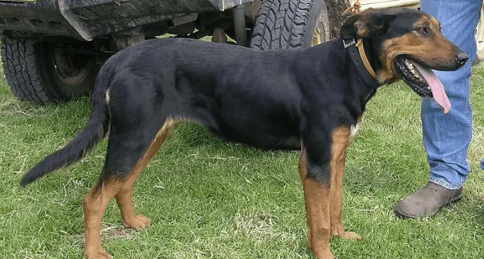 New Zealand huntaway dog at the farm with its owner