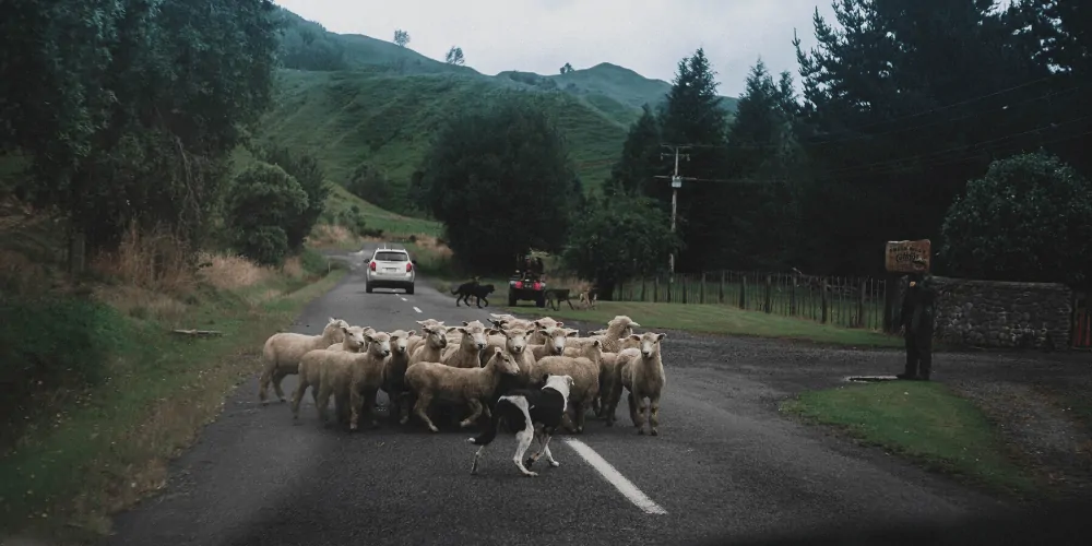 New zealand dog breeds herding sheep