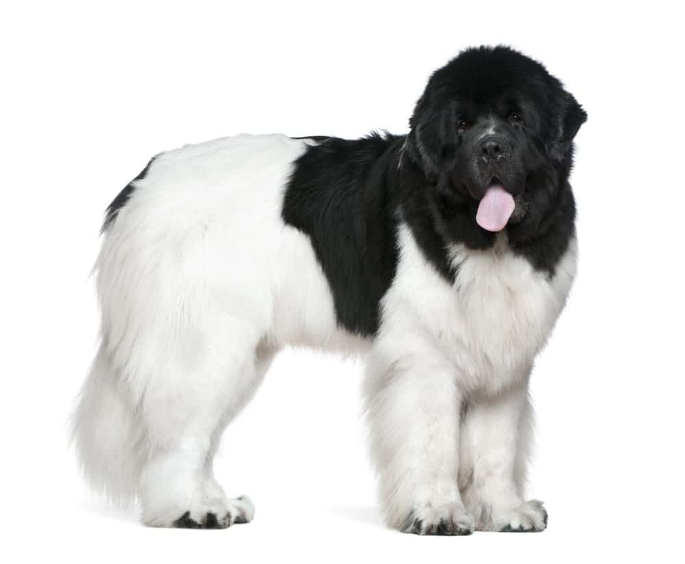 Newfoundland dog standing on white background