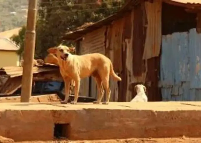 Nigerian ekuke dog roaming on the streets