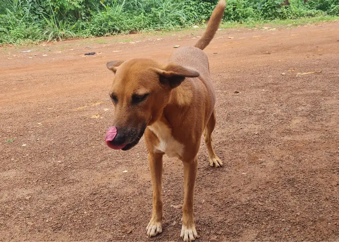 Nigerian ekuke dog standing on the ground licking its nose.