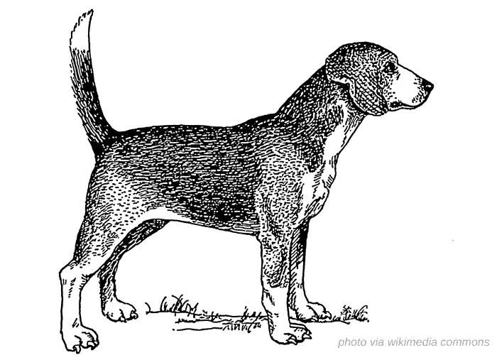 North Country Beagle vintage drawing