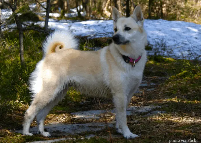 Norwegian Buhund in the bush