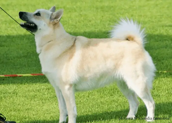 Norwegian Buhund standing on the lawn and looking up