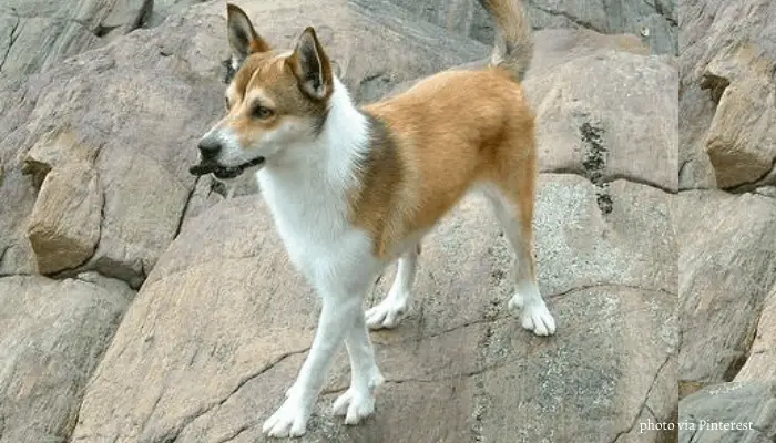 Norwegian Lundehund standing on the rocks