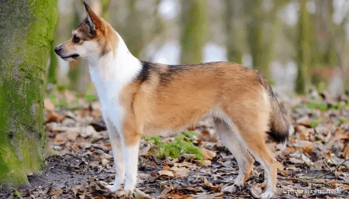 Norwegian Lundehund in the bush