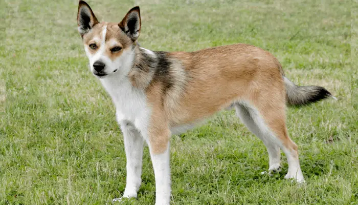 Norwegian Lundehund on a green grass lawn