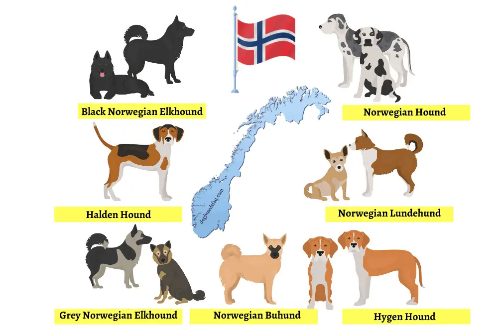 Norwegian dog breeds infographic