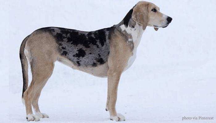 Norwegian hound standing in the icy road