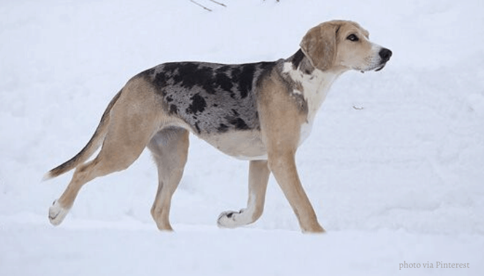 Norwegian hound in a dog show