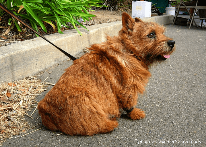 Norwich Terrier dog with leash on the ground