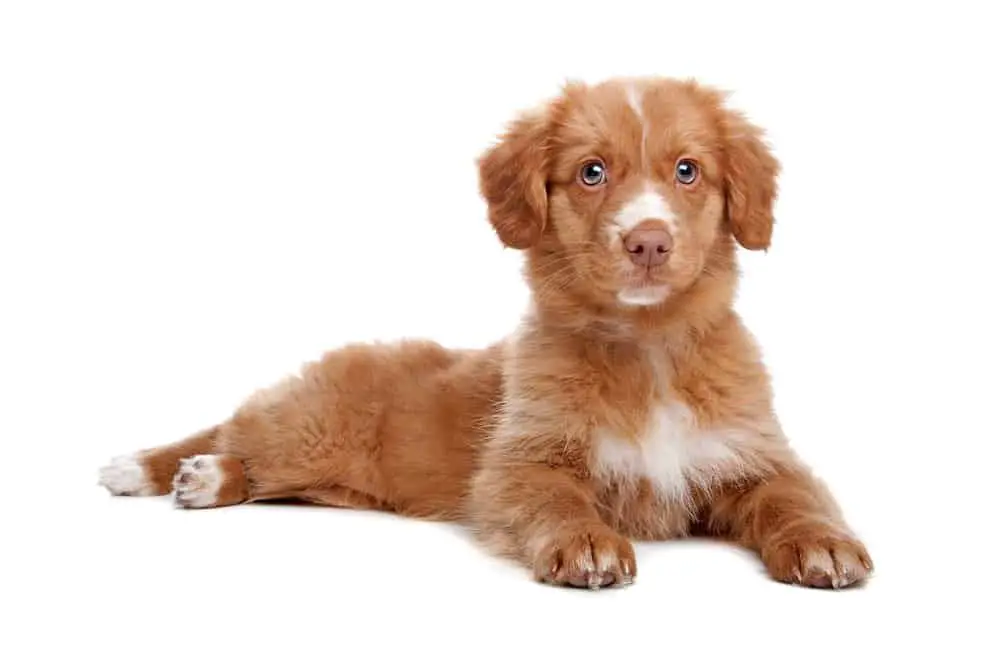 Nova Scotia Duck Tolling Retriever puppy photographed on white background