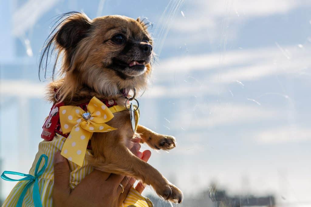 Owner Holding an Adult Brown Chihuahua