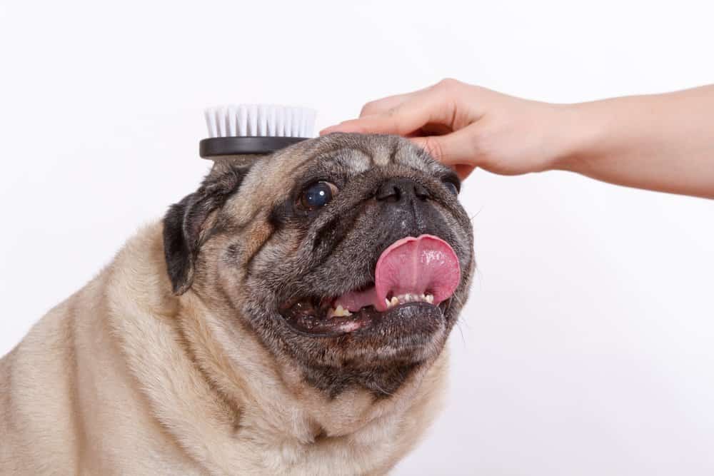 Owner brushing a pug's coat