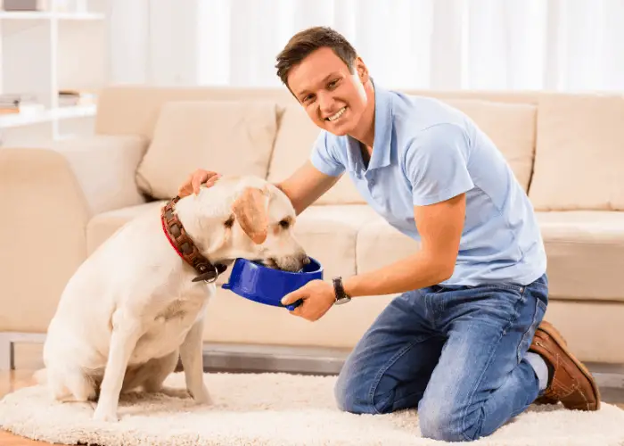 Owner feeding his labrador