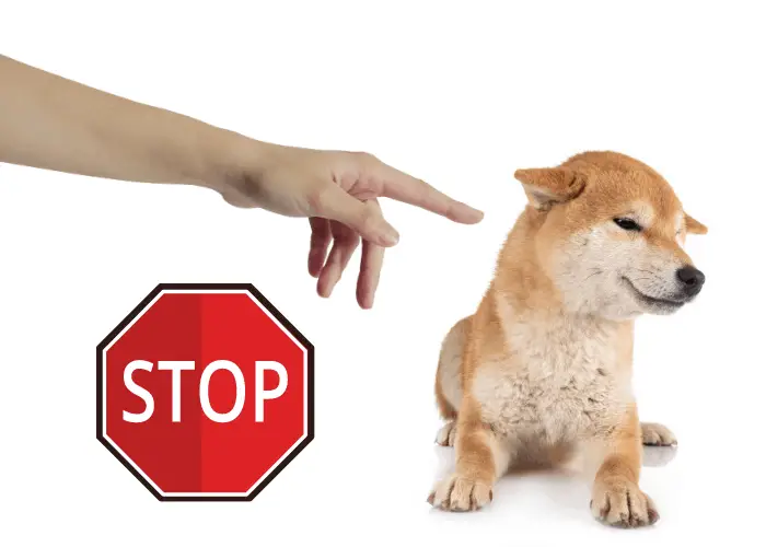 Owner telling shiba inu to stop screaming