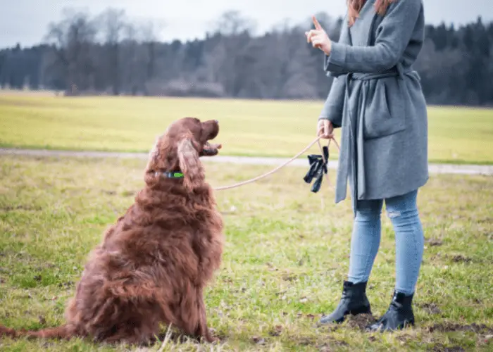 Owner using sit command during training