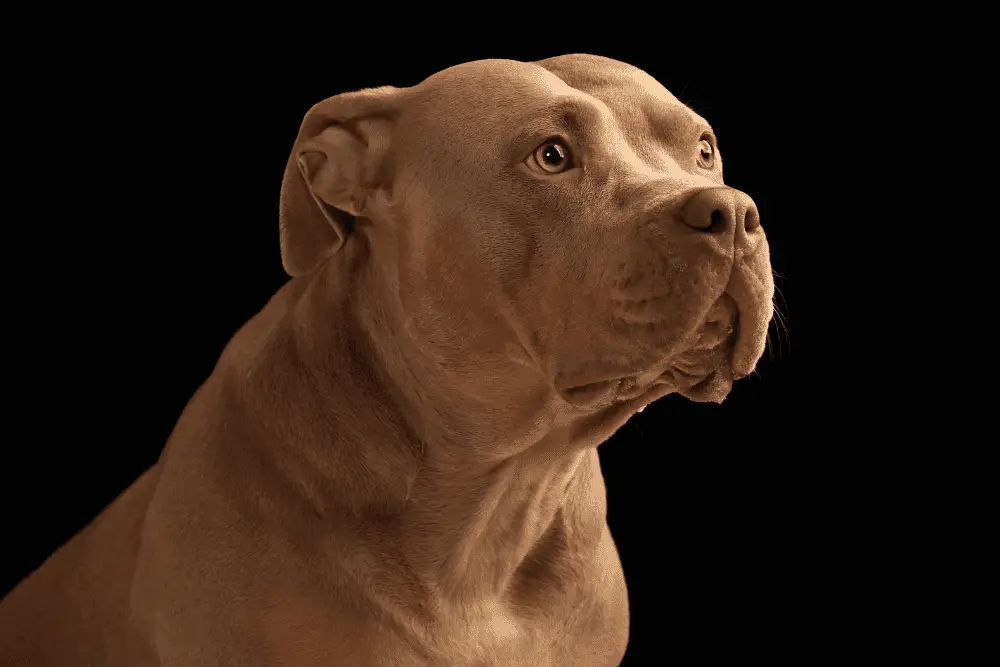 PItBull Terrier temperament image