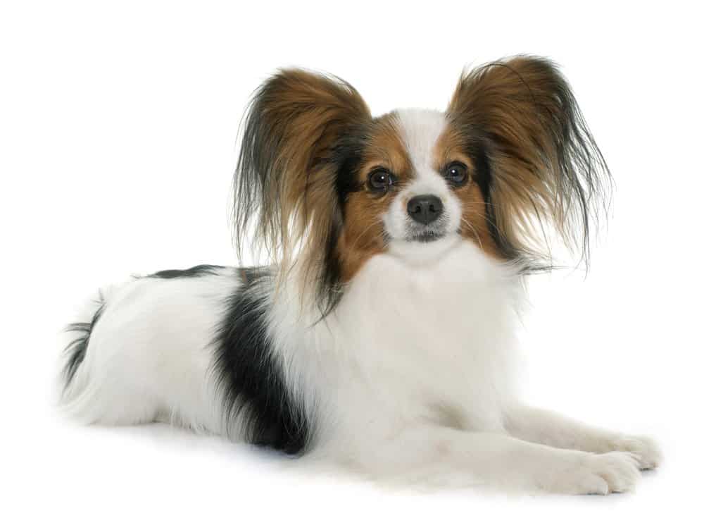 Papillon dog photo taken on white background