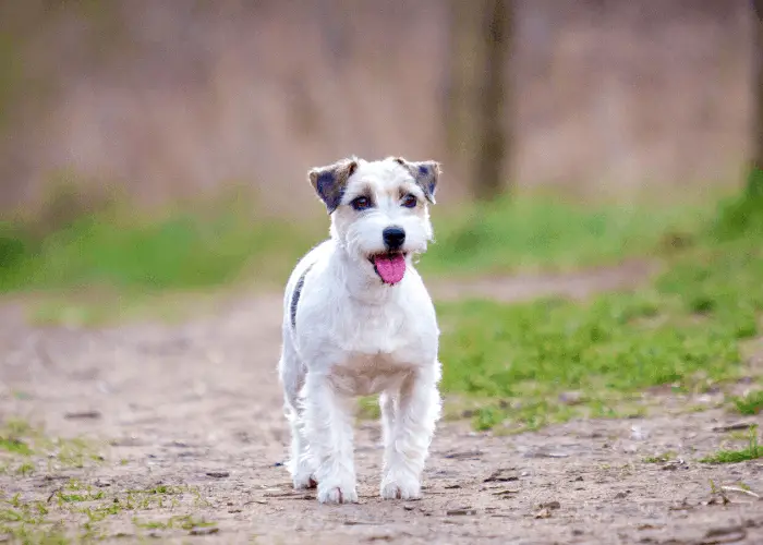 Parson Russell Terrier in the park