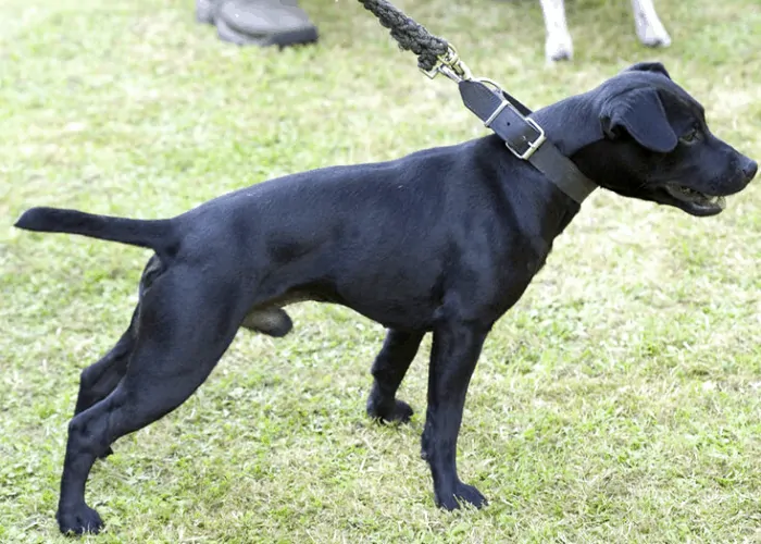 Patterdale Terrier on leash at the park