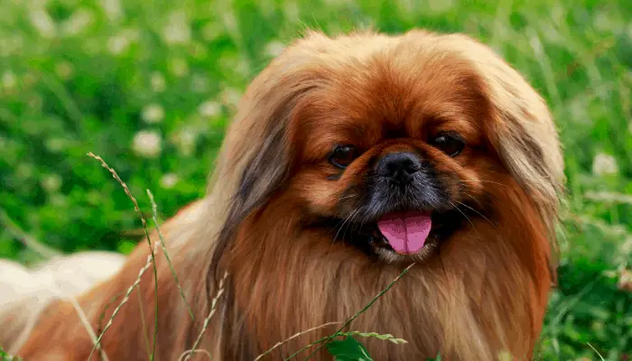 Pekingese close up photo