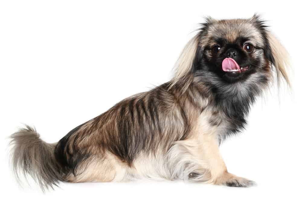 Pekingese dog licking her nose