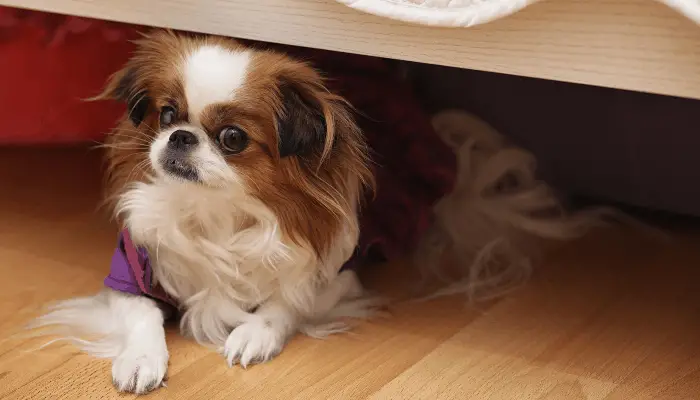 Pekingese under the bed