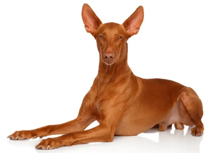 Pharaoh Hounds sitting on a white background