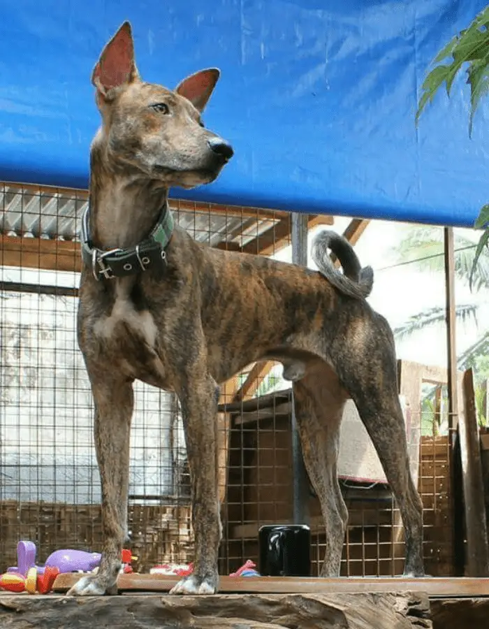 Philippine witch dog or asong gubat standing on a table