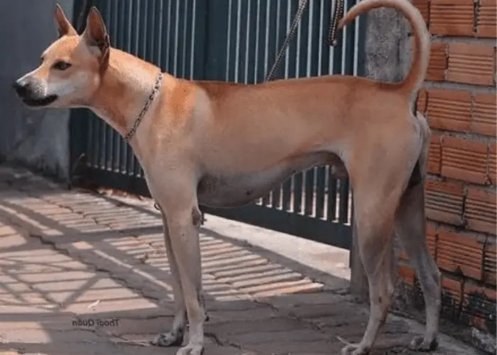 Phu Quoc Ridgeback near the gate