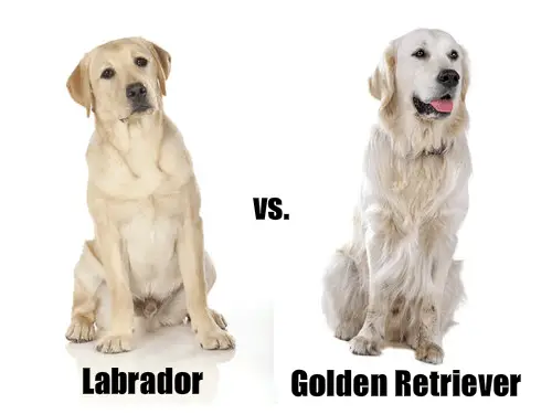 Physical Difference between a Labrador and a Golden Retriever