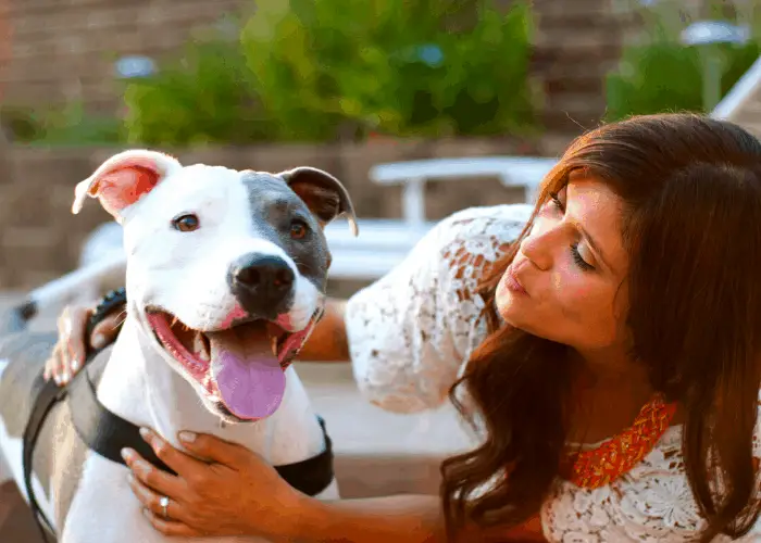  Pit Bull Lying and its lady owner